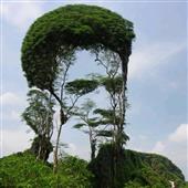 Re